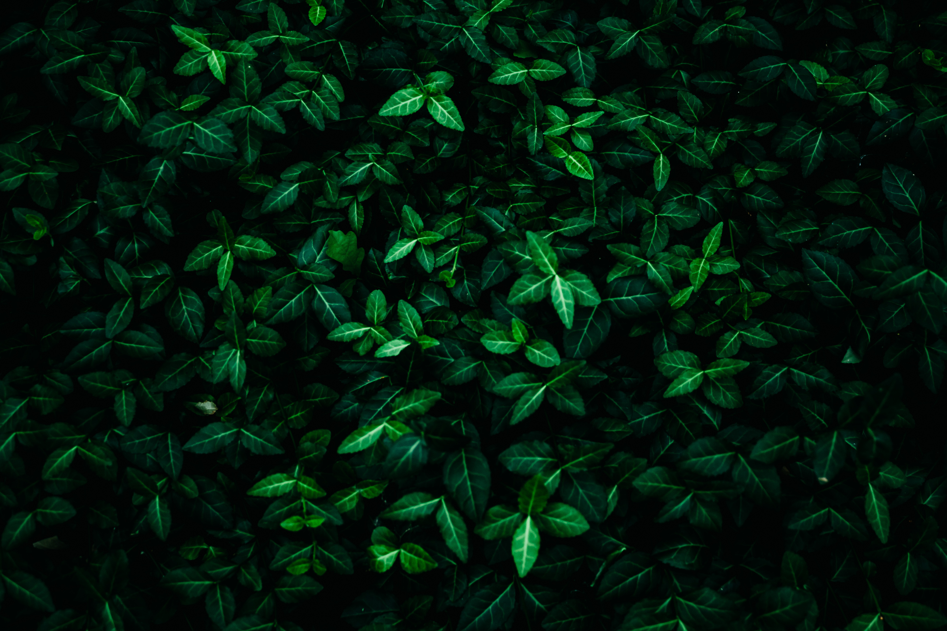 Green Leaves